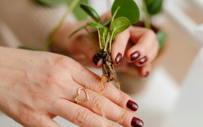 Heartfelt Wellness: 7 Secrets to a Happier, Healthier Heart