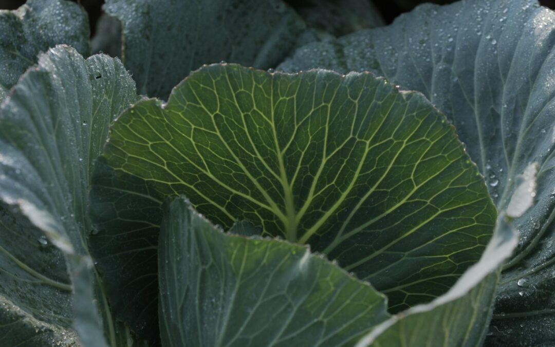 Close-up of fresh cabbage leaves with morning dew in Mungeli, India.