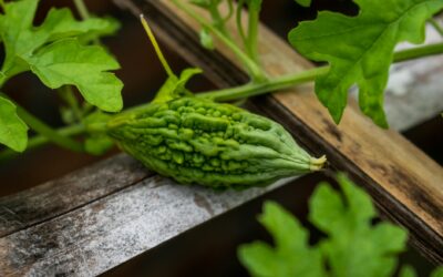 Sugar Smart: Empowering Your Journey Through Diabetes